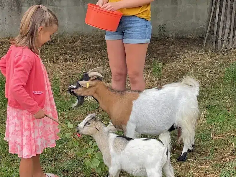 animauferme camping la conge