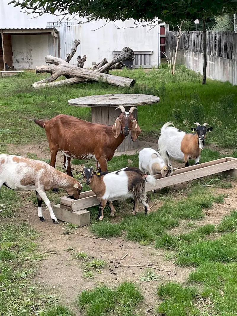 animaux mini ferme camping vendee