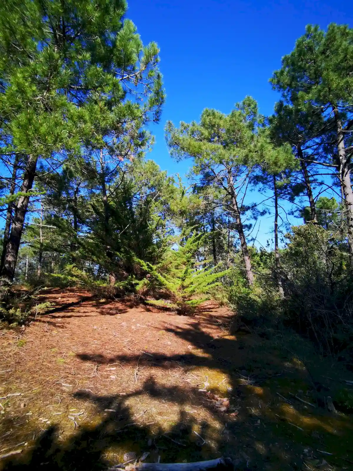 arbres foret pays de monts