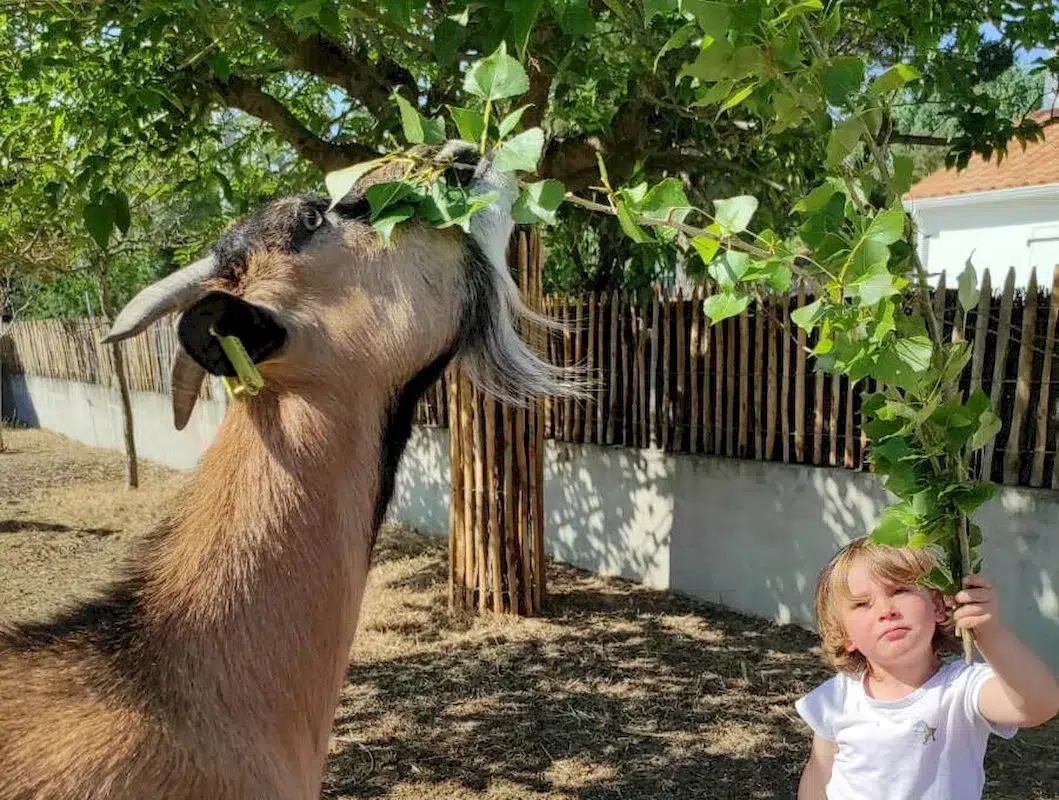 atelier nourrissage camping la conge
