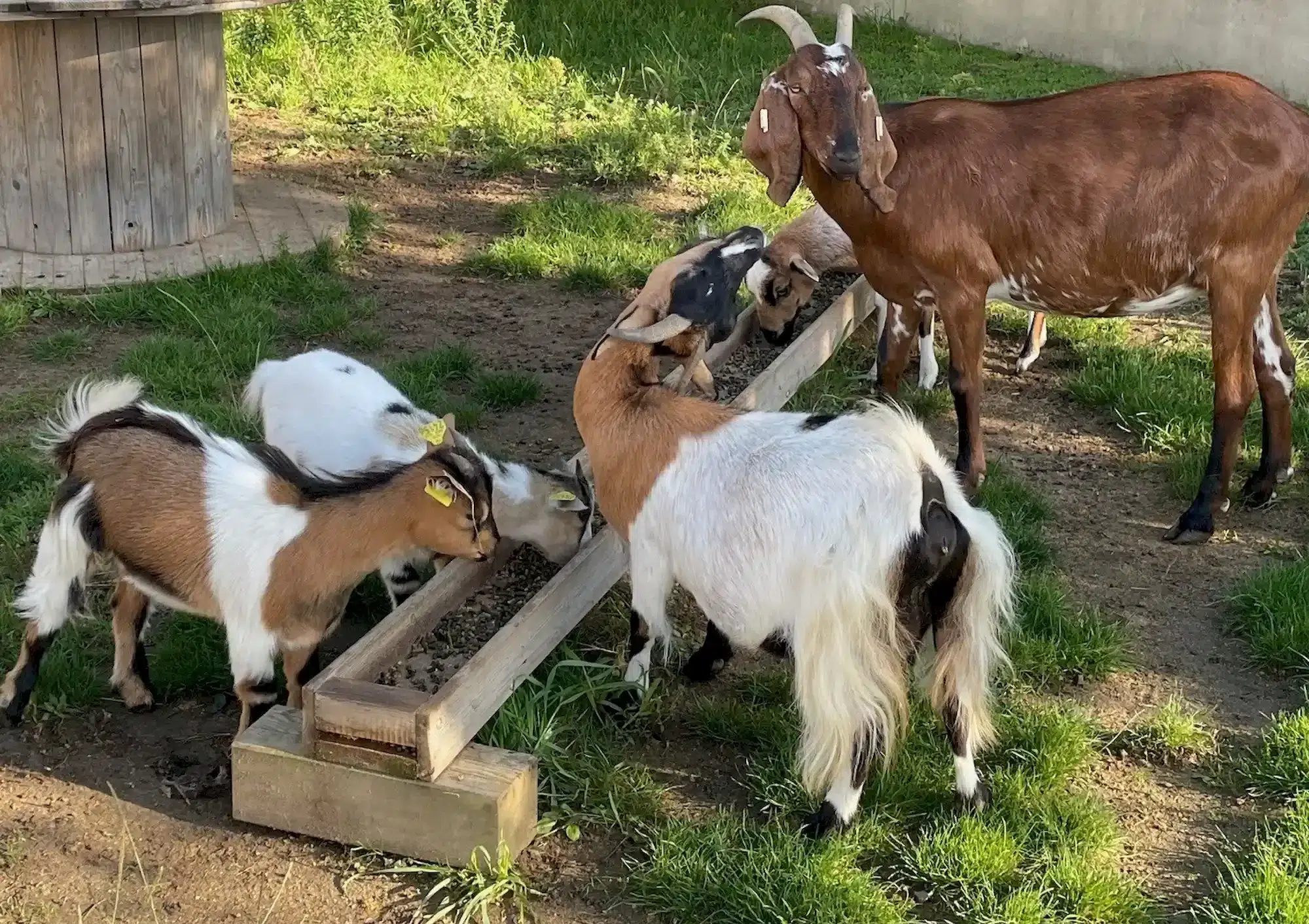 camping la conge ushuaia mini ferme