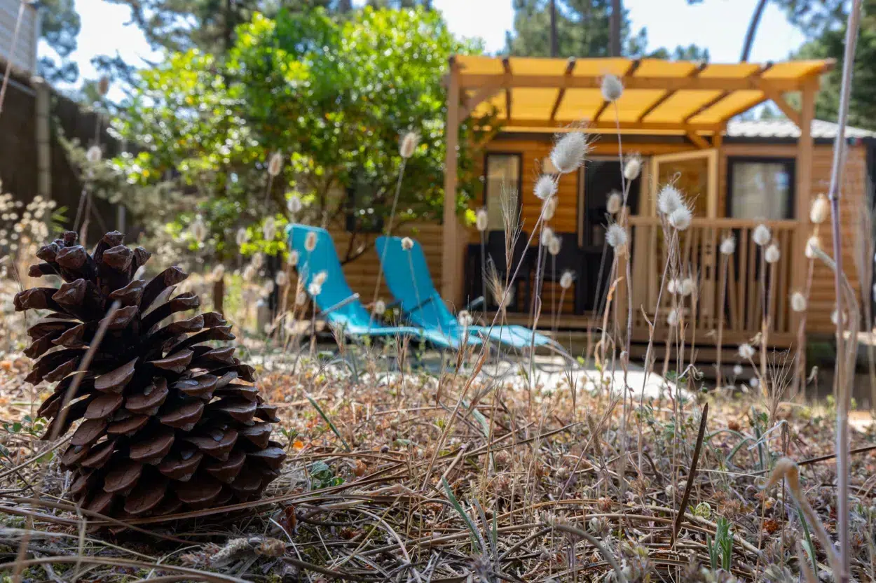 camping ushuaia la conge pomme de pin