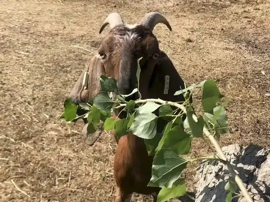 mini ferme camping la conge