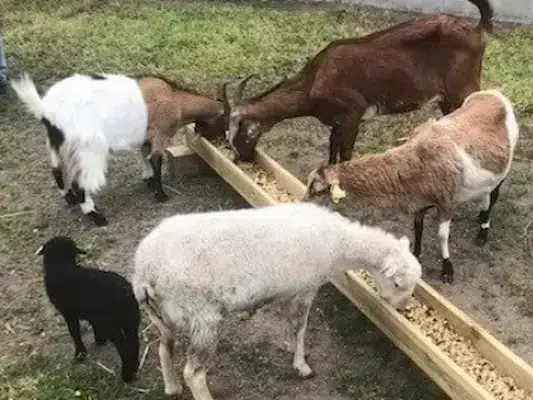 mini ferme camping vendee